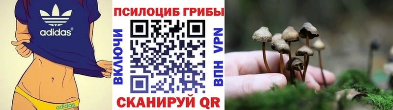 Псилоцибиновые грибы мицелий  нарко площадка состав  Калтан 